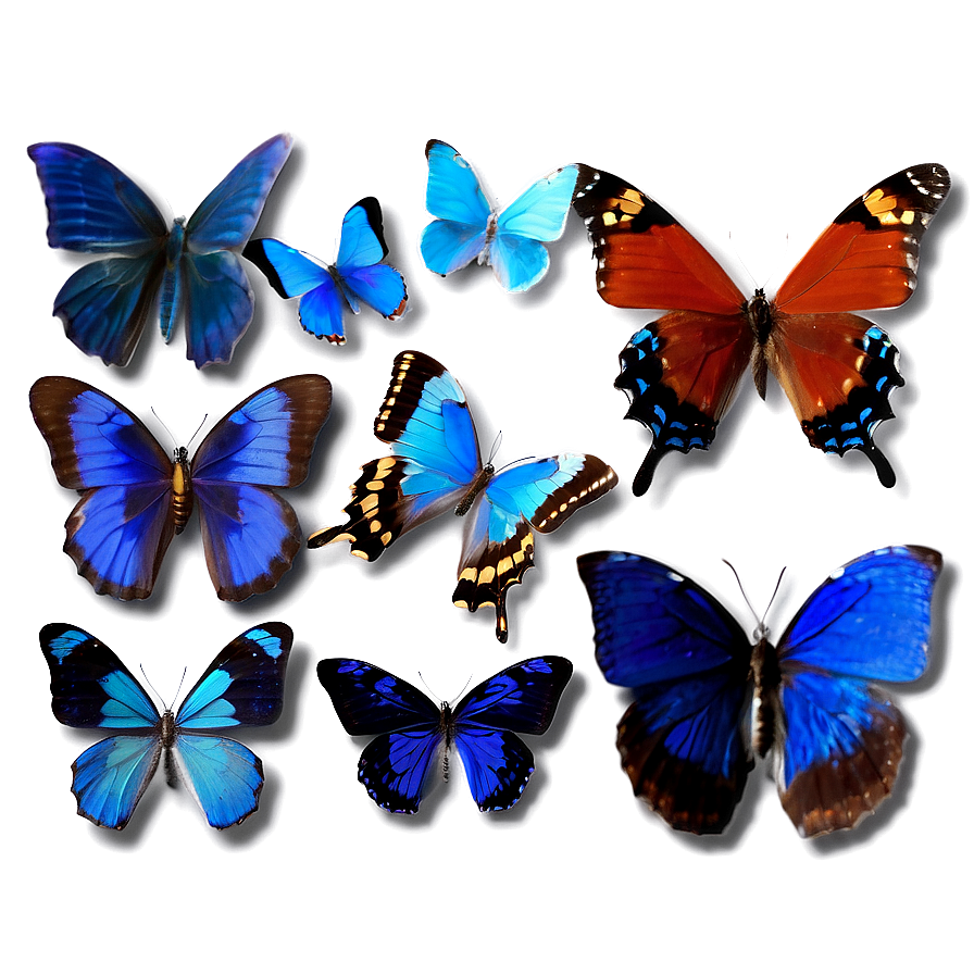 Exotic Blue Butterflies Png 69