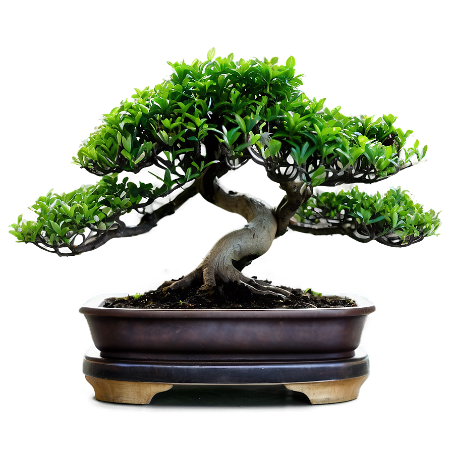 Exotic Bonsai Png Ims