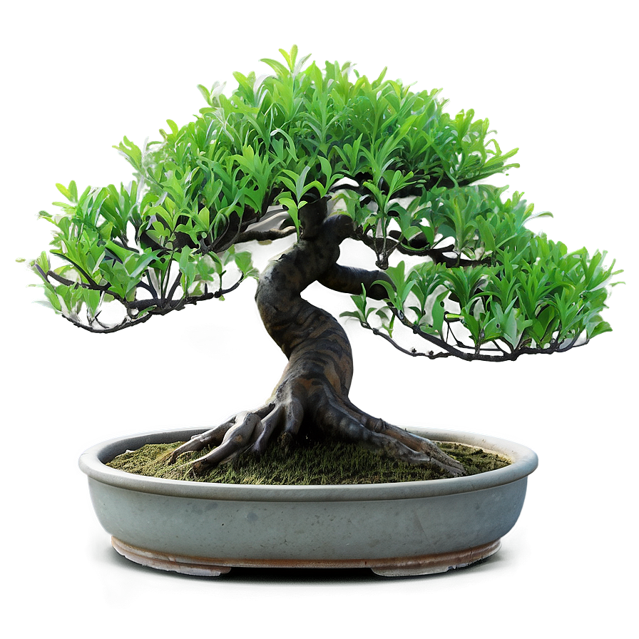 Exotic Bonsai Png Rkm