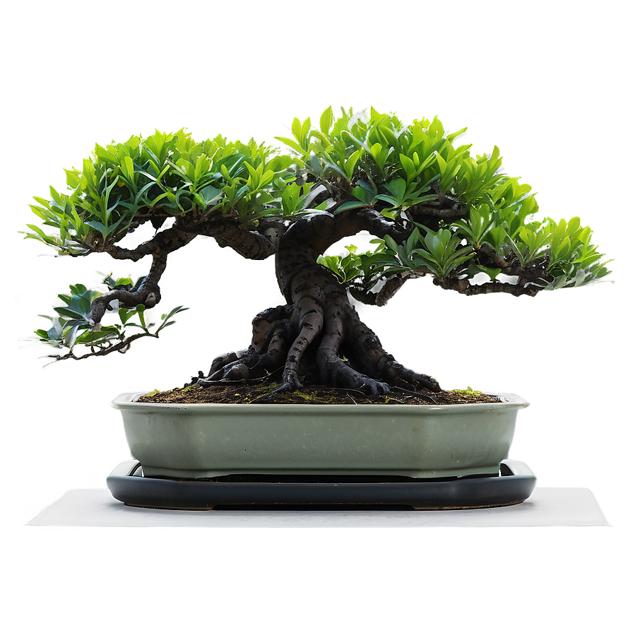 Exotic Bonsai Png Std