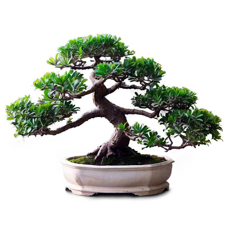 Exotic Bonsai Tree Png 10