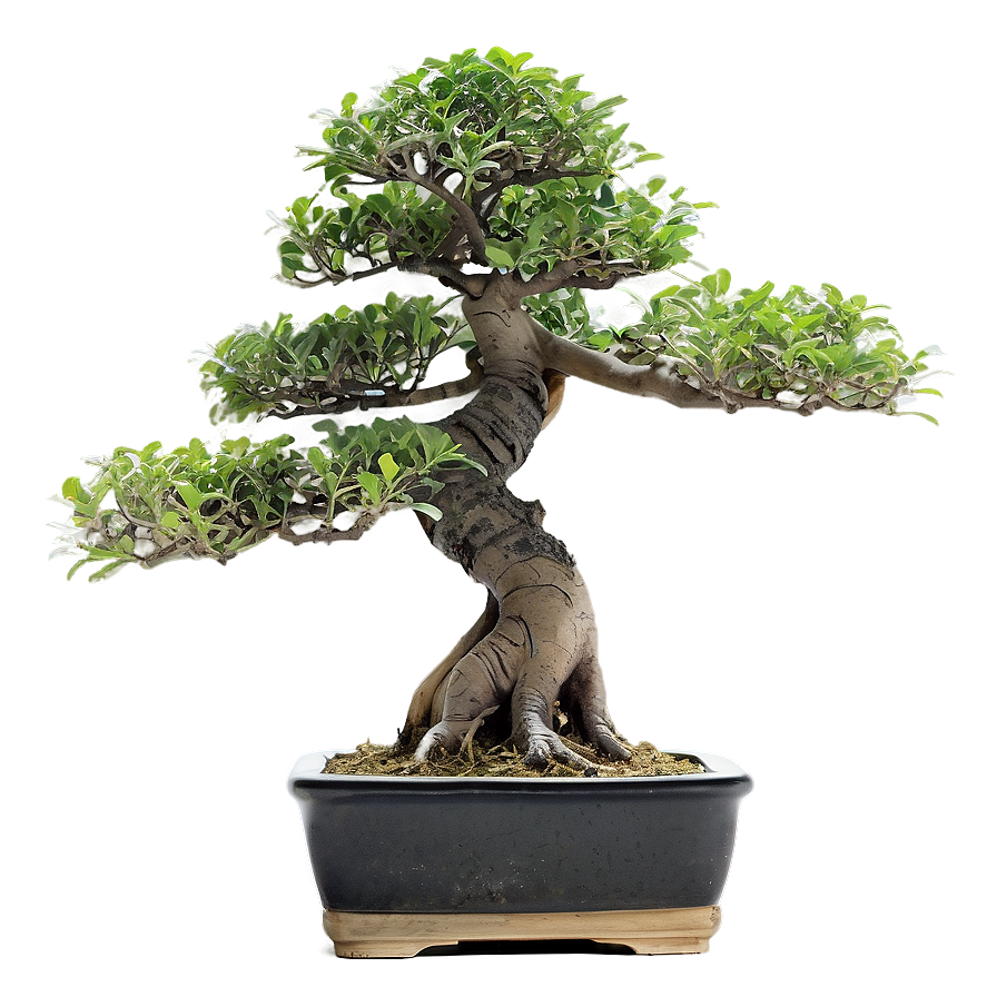 Exotic Bonsai Tree Png Nrx67