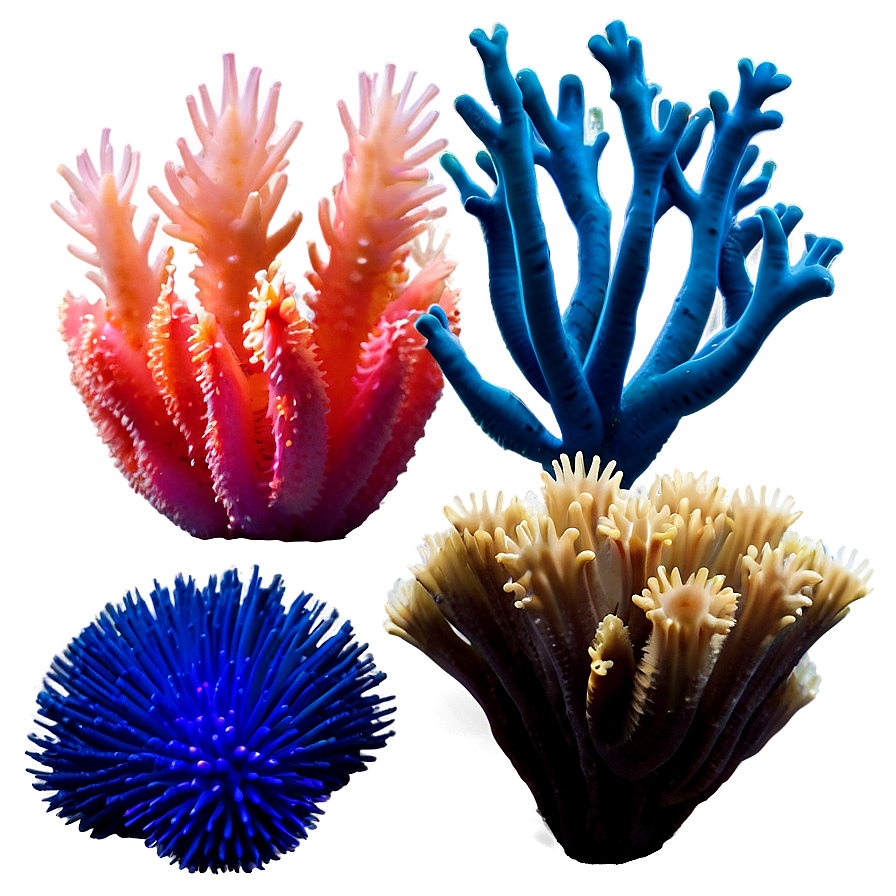 Exotic Coral Species Png Qhk53