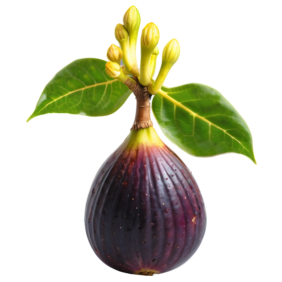 Exotic Fig Display Png 06202024