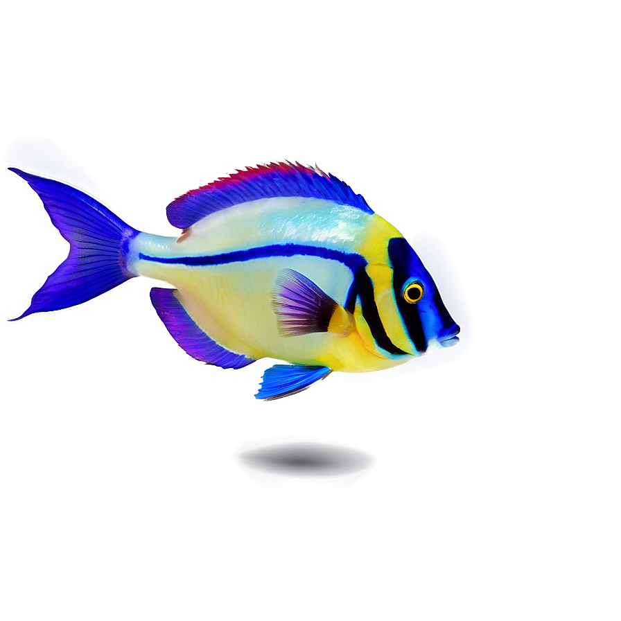 Exotic Fish Transparent Png Amu80