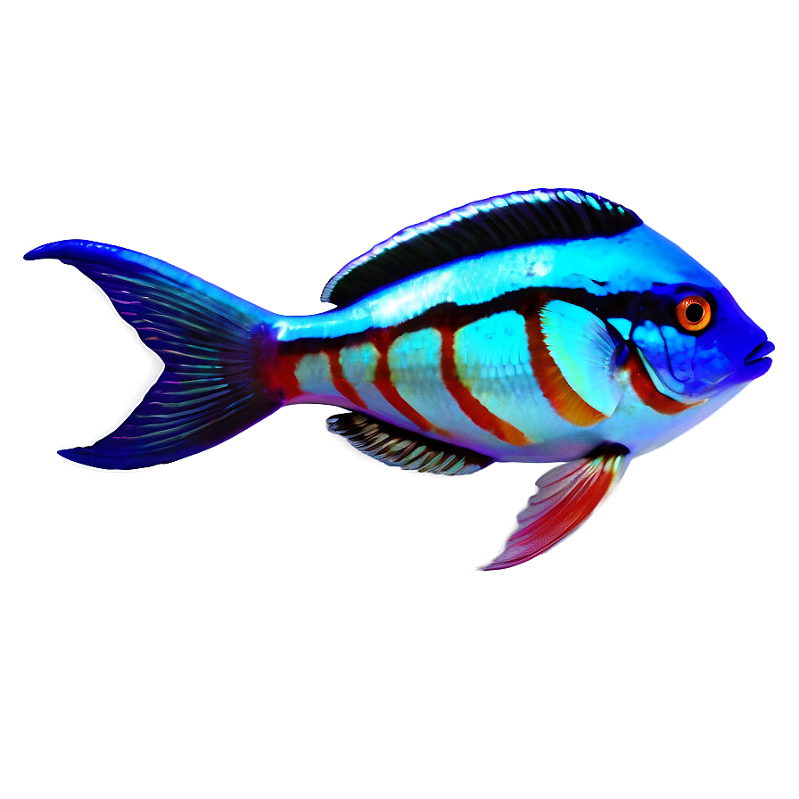 Exotic Fish Transparent Png Qse