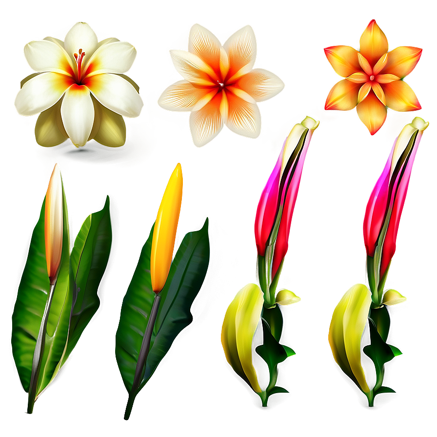 Exotic Flowers Collection Png Dmr61