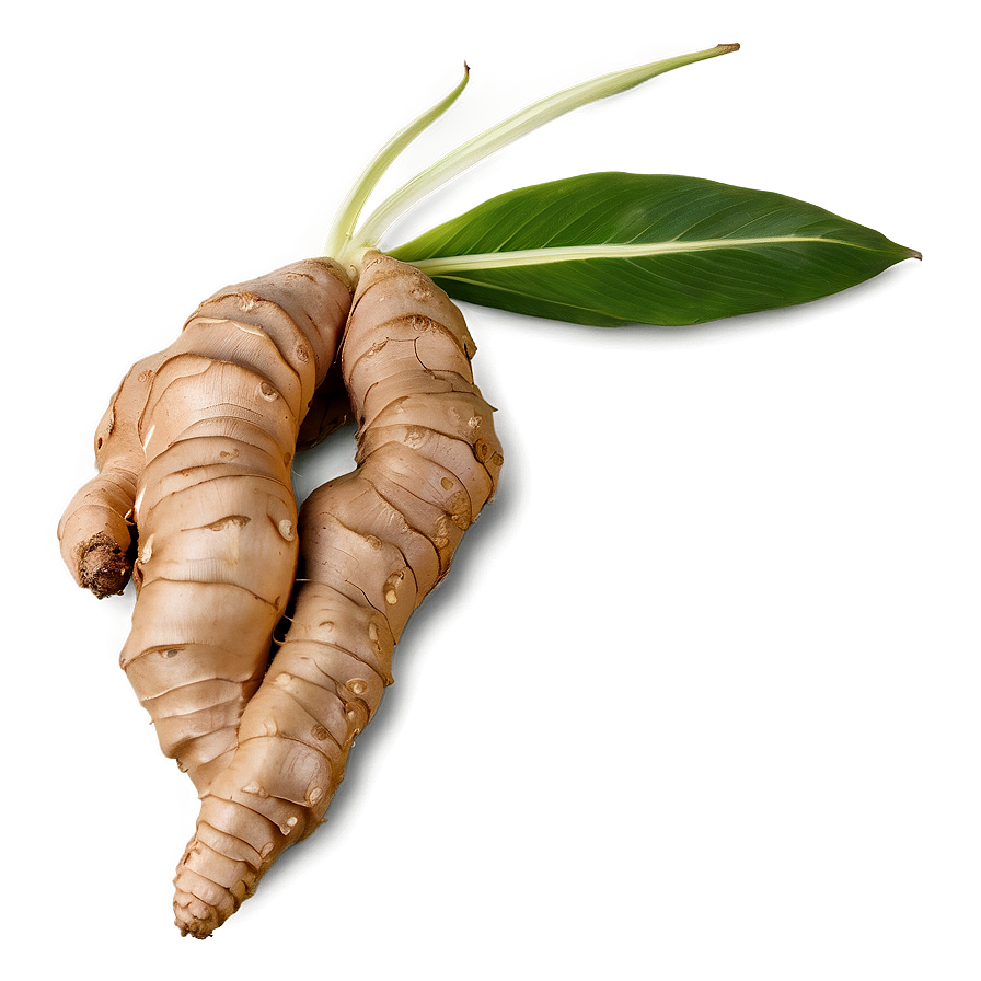 Exotic Ginger Root Png 06202024