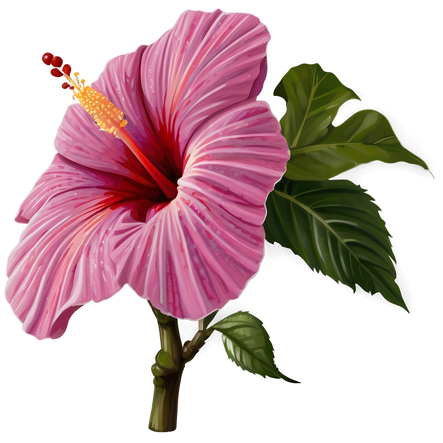 Exotic Hibiscus Png 35