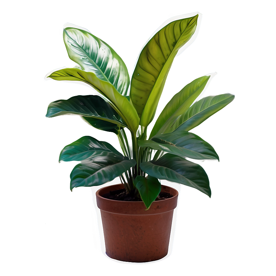 Exotic Houseplant Png 06202024