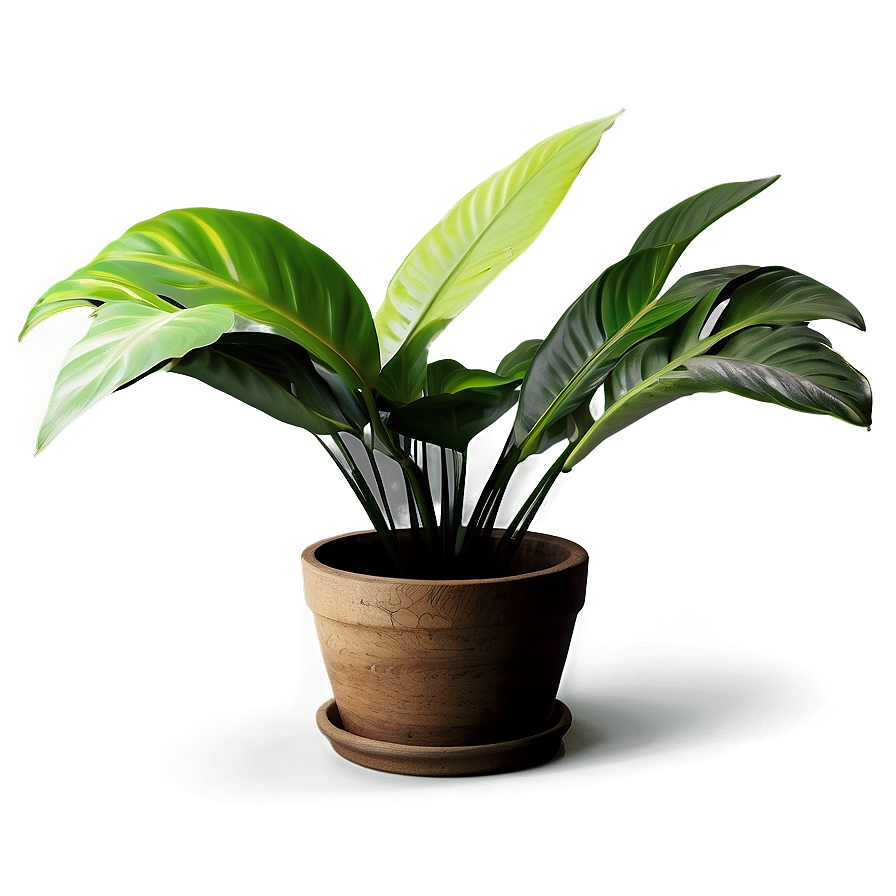 Exotic Houseplant Png 06202024