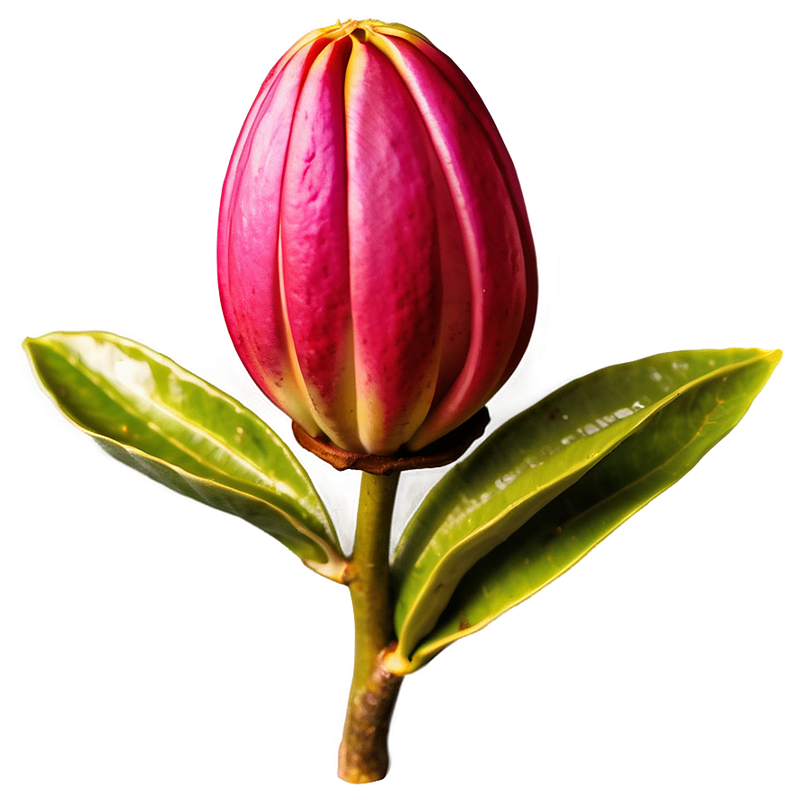 Exotic Magnolia Bud Png Lfv2