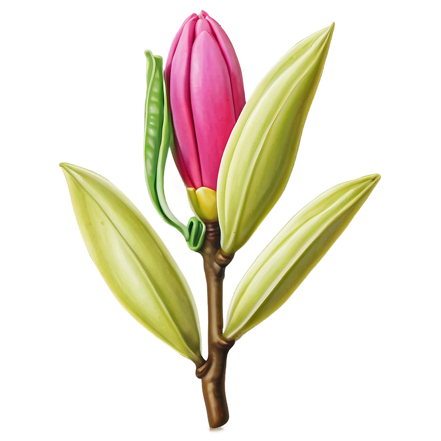 Exotic Magnolia Bud Png Nul15