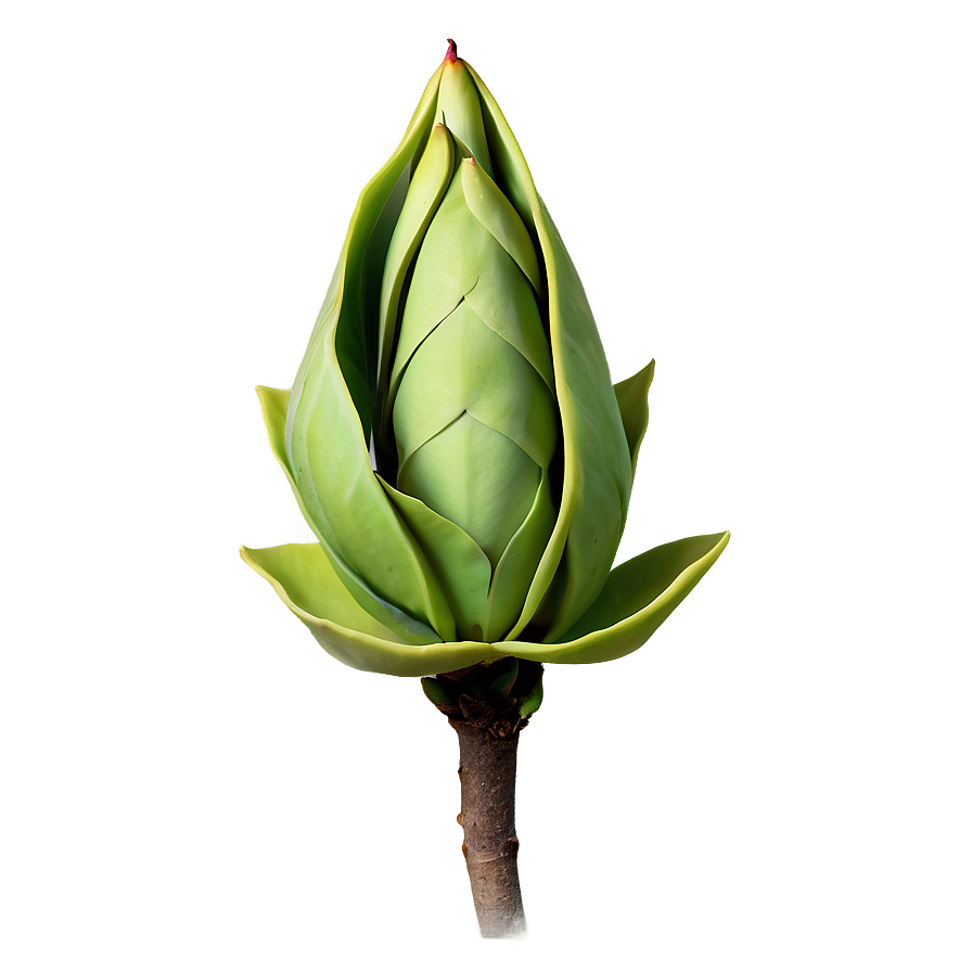 Exotic Magnolia Bud Png Sms52