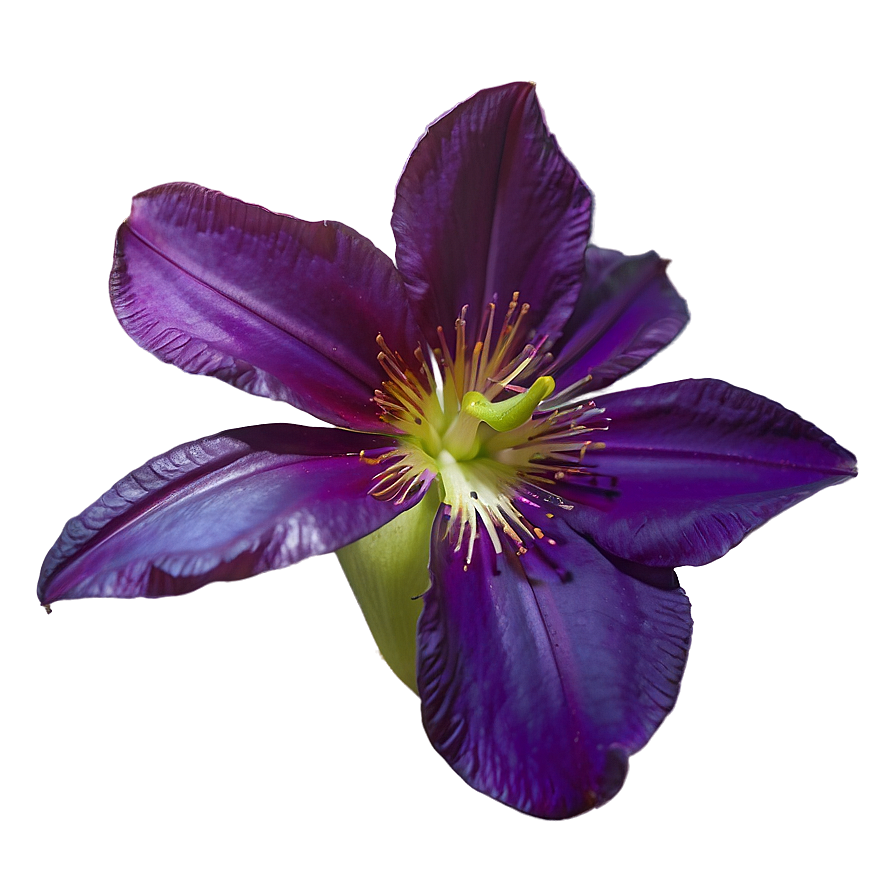 Exotic Purple Bloom Png 98