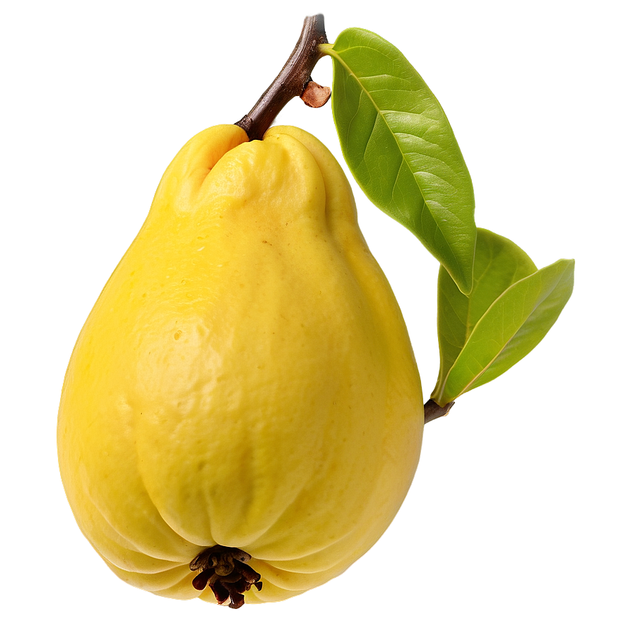 Exotic Quince Species Png 80