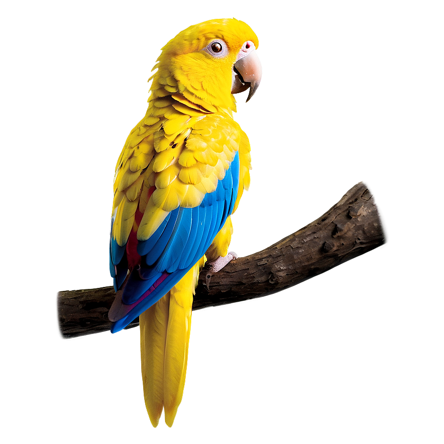 Exotic Yellow Parrot Png Xnt