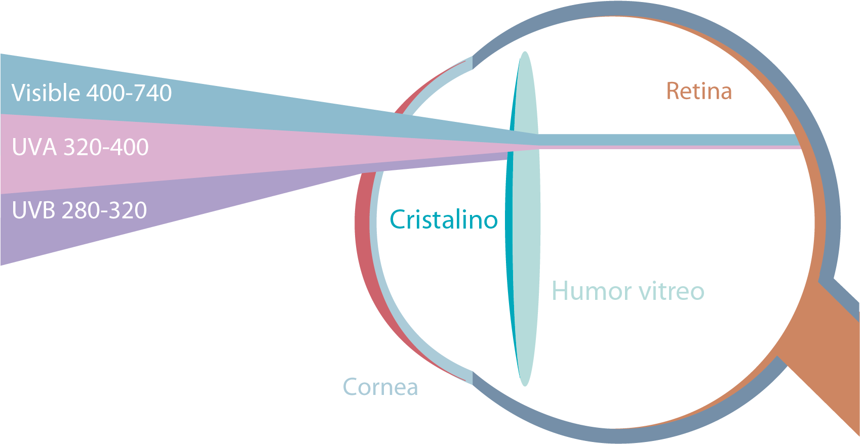 Eye Anatomy U V A U V B Light Wavelengths