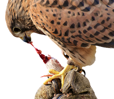 Falcon Feedingon Prey