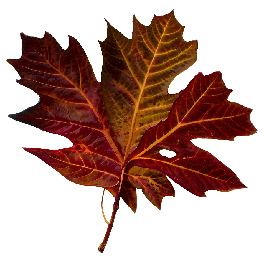 Fall Foliage Png 65