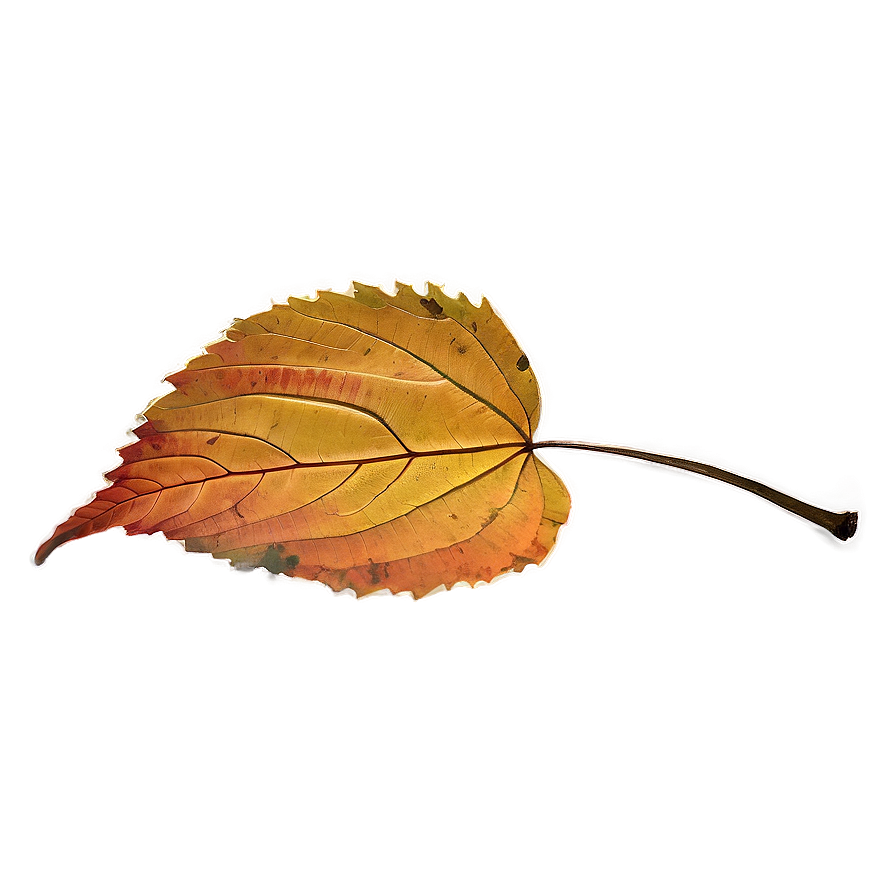 Fallen Leaf In Autumn Png 51