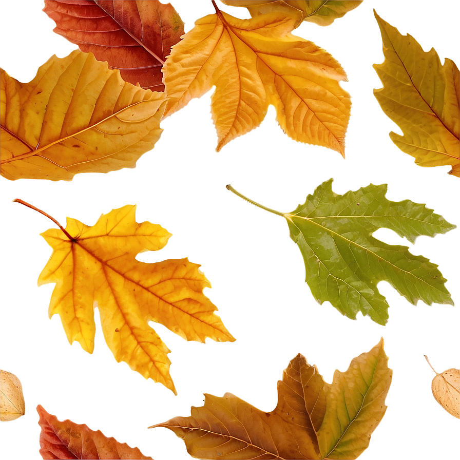 Fallen Leaf In Autumn Png 82