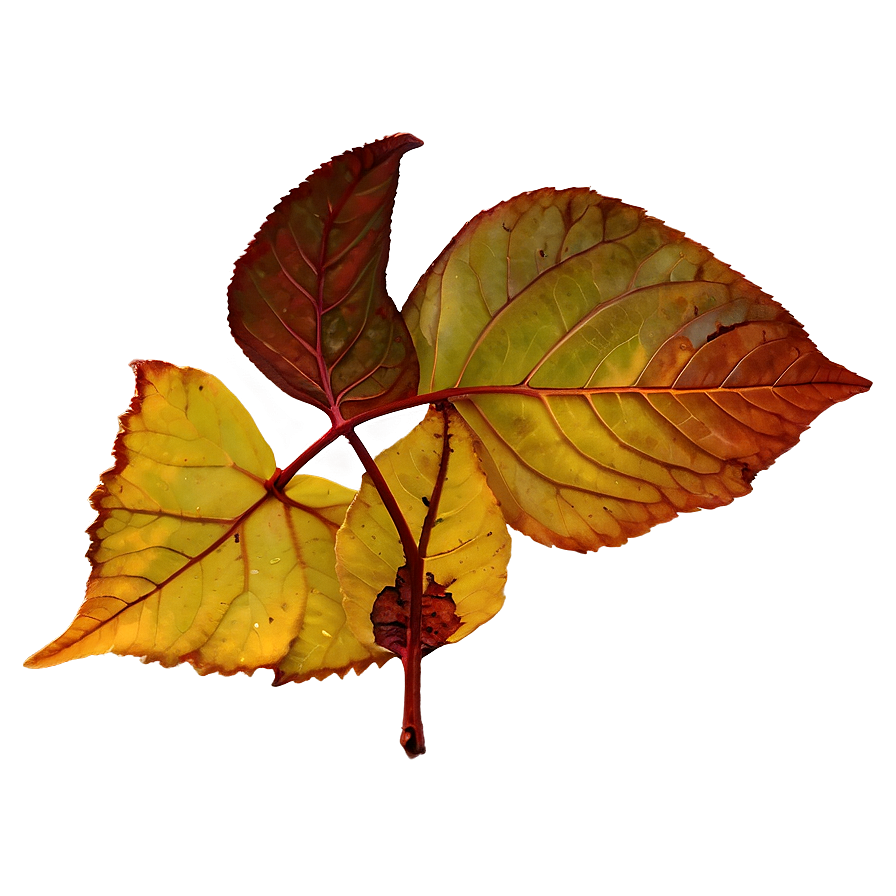 Fallen Leaves Png Ady