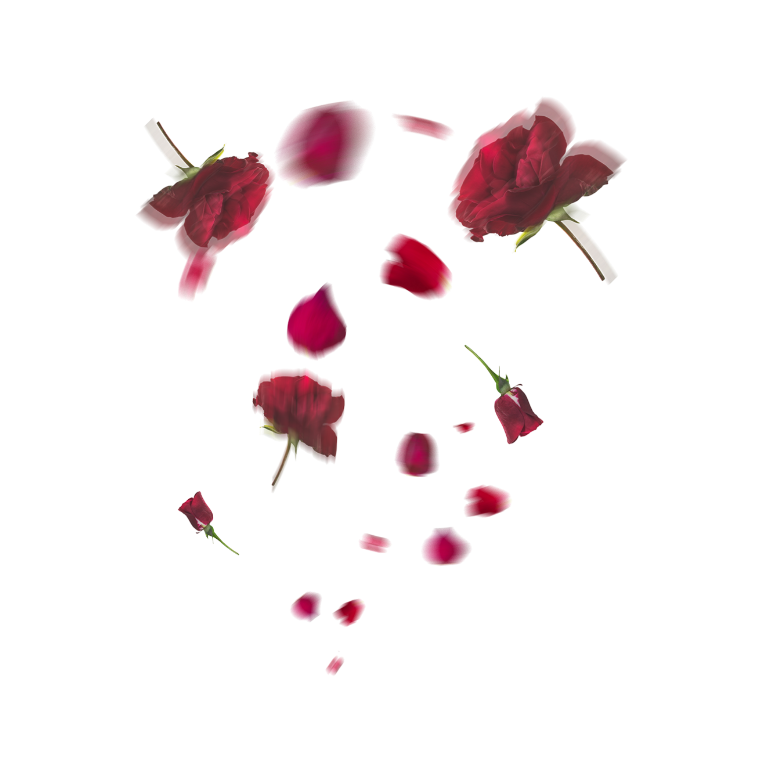 Falling Red Rose Petals