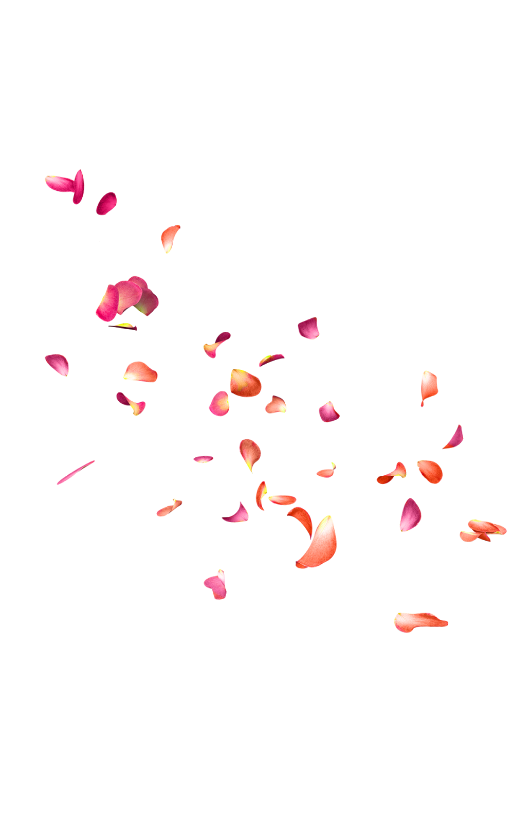 Falling Rose Petals