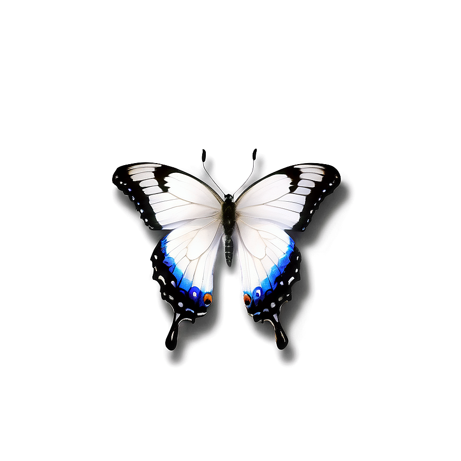 Fancy White Butterfly Png Ffw91