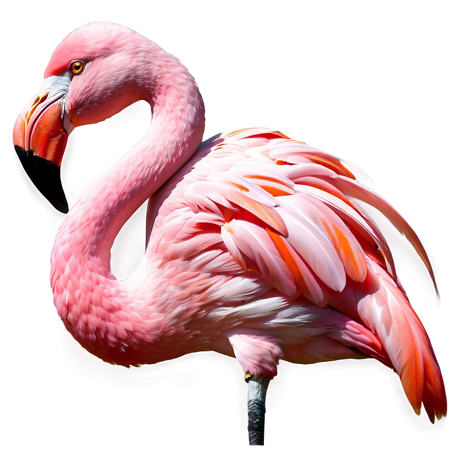 Fantasy Flamingo Illustration Png Hmp87