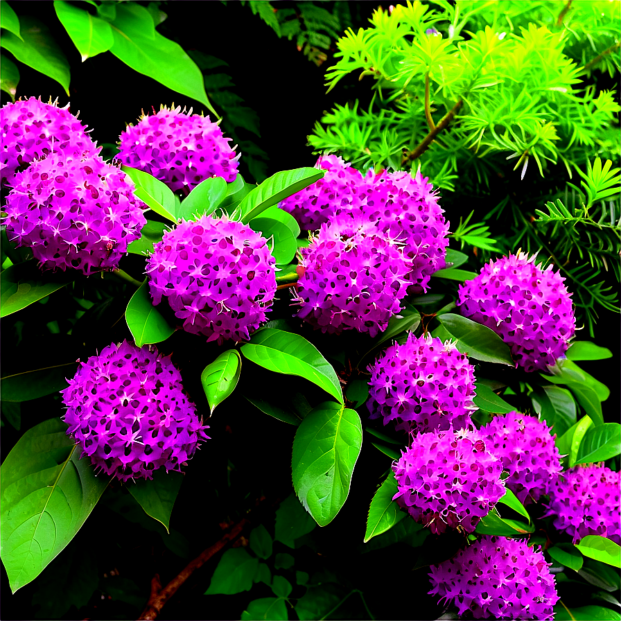 Fast Growing Shrubs Png Iyd87