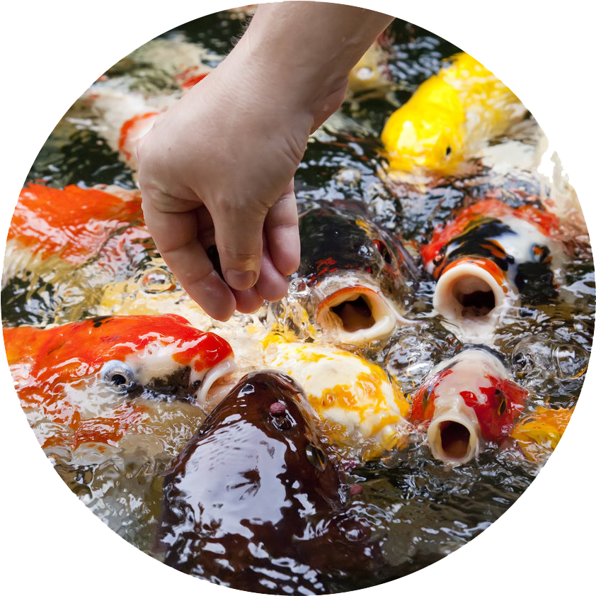 Feeding Timeat Koi Pond.png