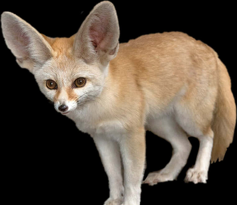 Fennec Fox Portrait