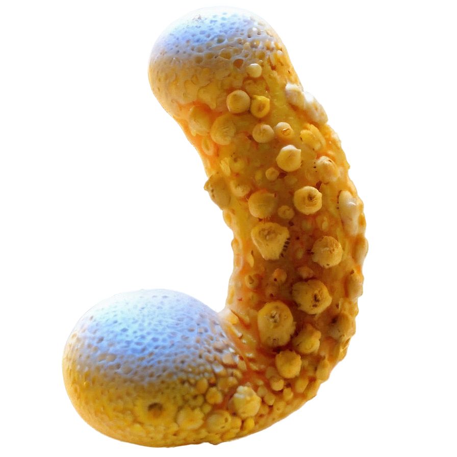 Fermentation Fungus Png 19