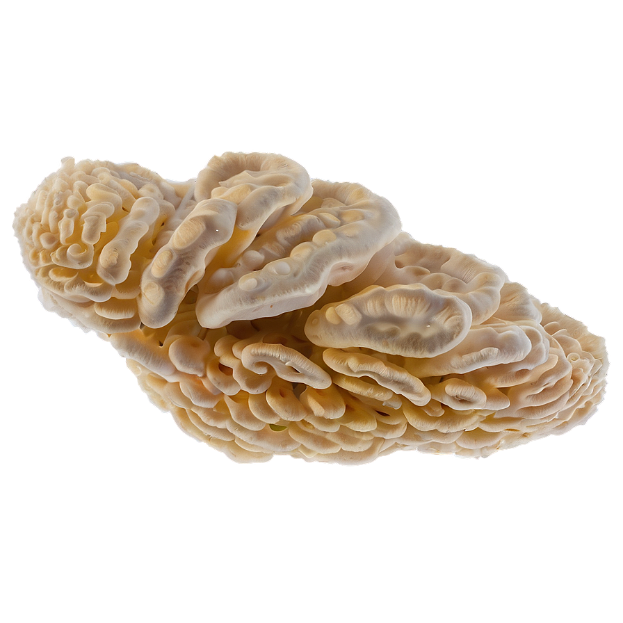 Fermentation Fungus Png 28