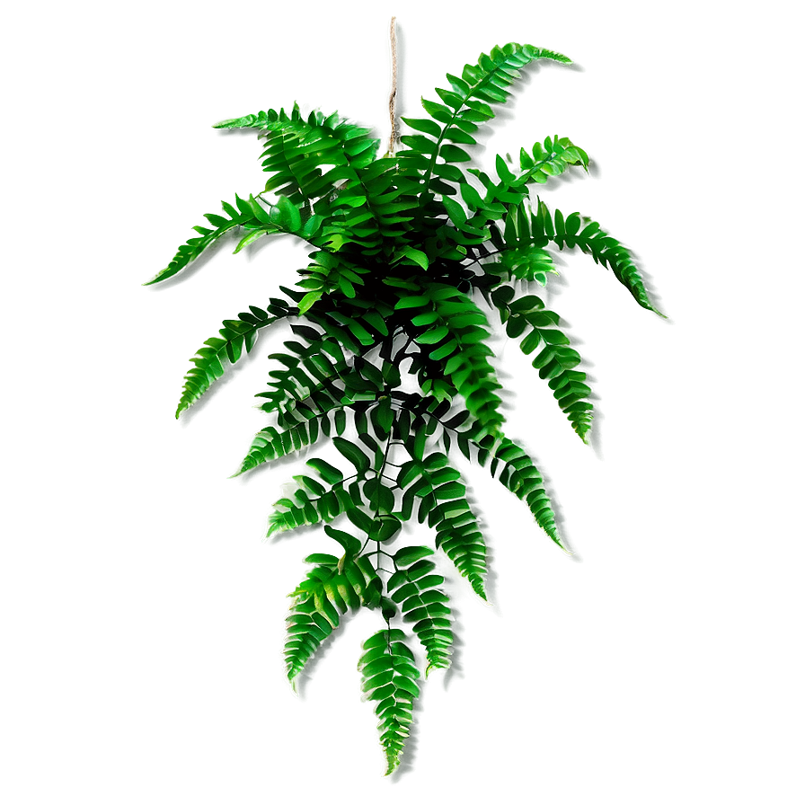 Fern Hanging Plant Png 05252024