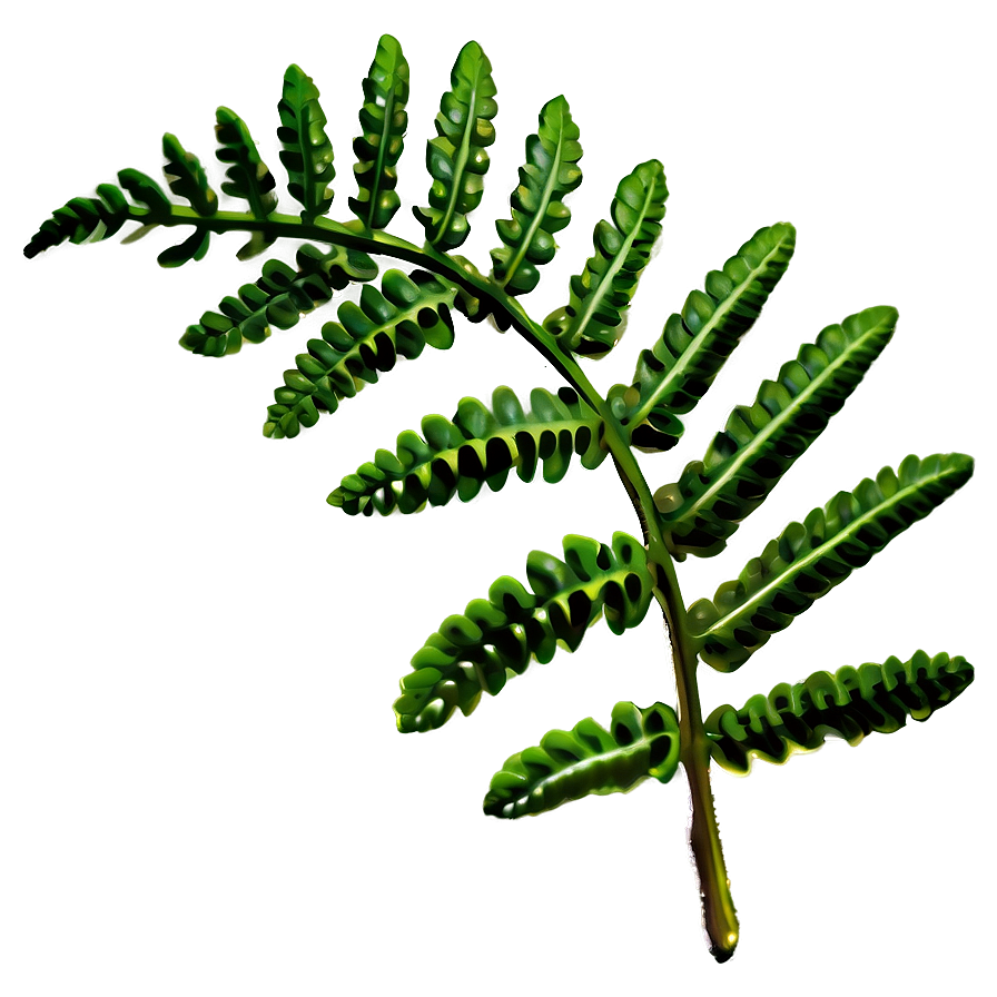 Fern Leaf Close-up Detail Png Qmh42