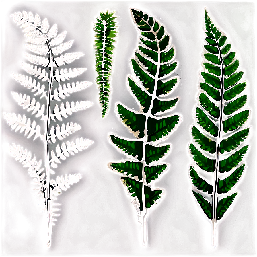 Fern Leaf Fossil Impression Png 06282024