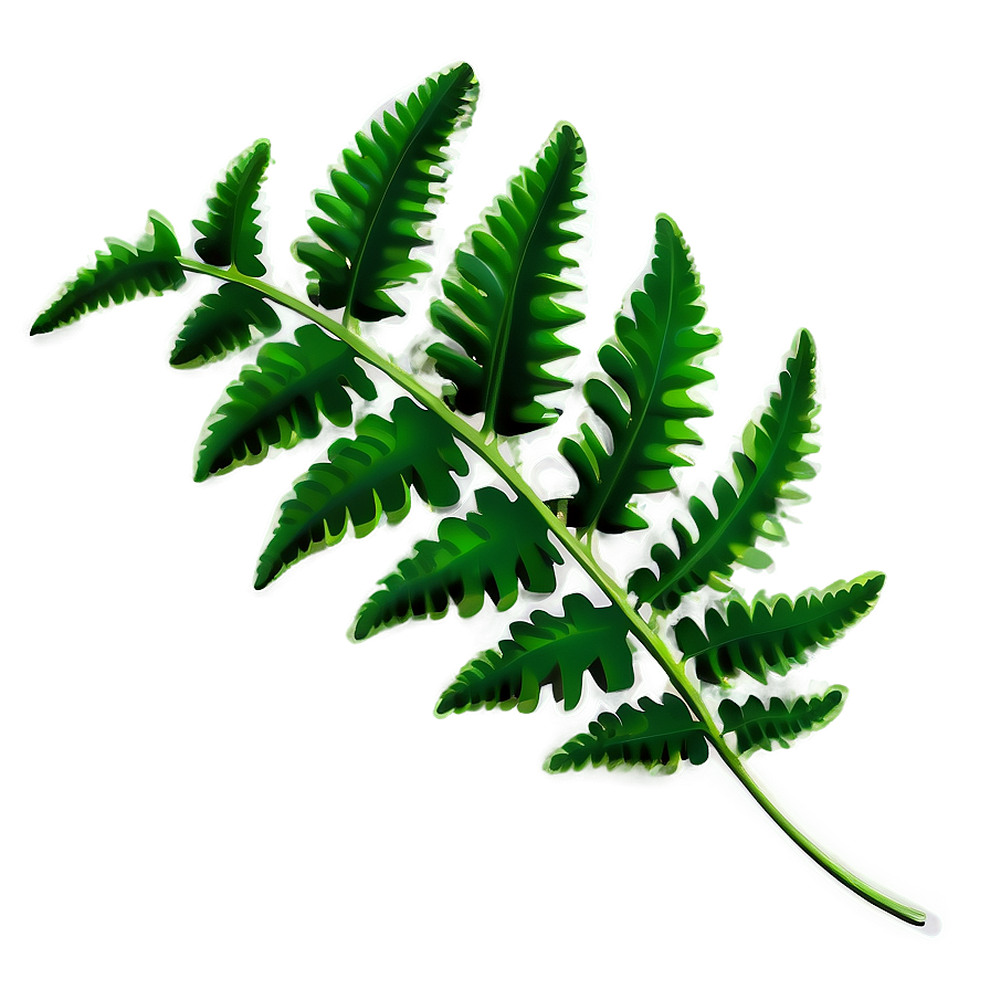 Fern Leaf Illustration Png 63