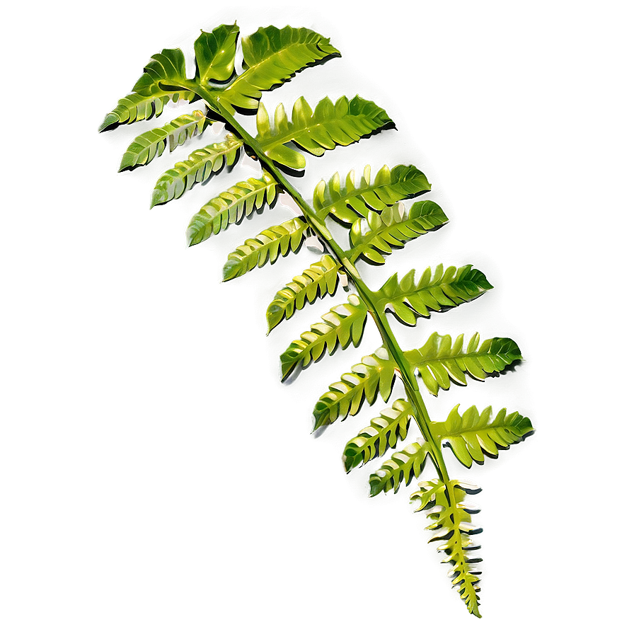 Fern Leaf In Natural Habitat Png Cwh65