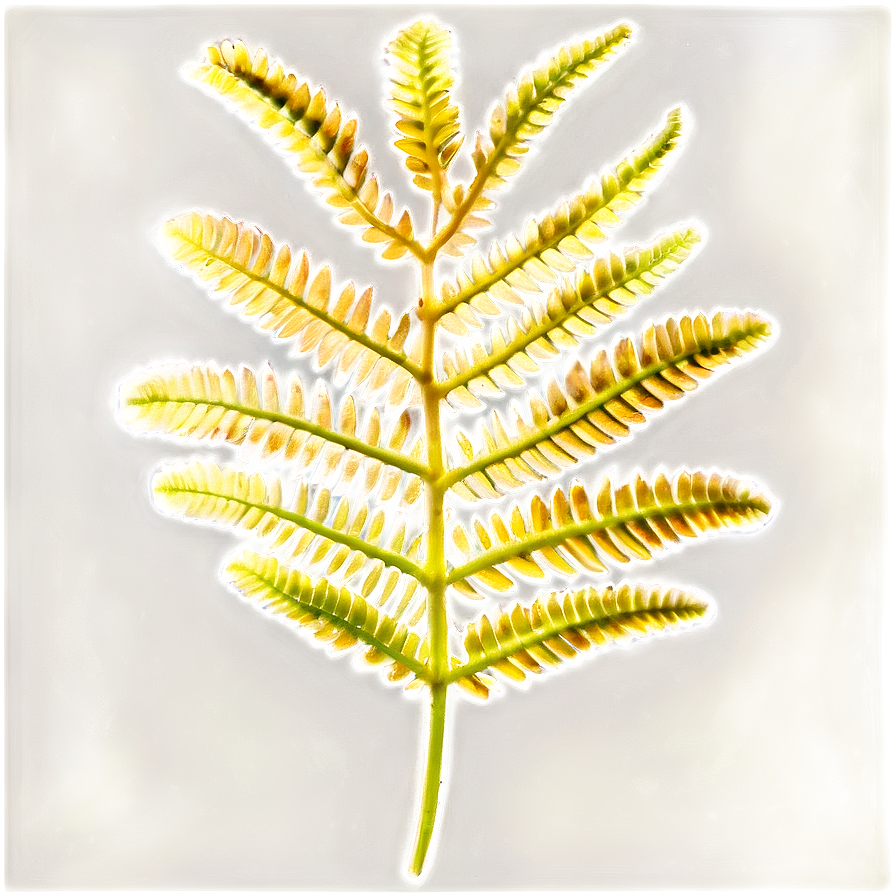 Fern Leaf Under Microscope Png Cby