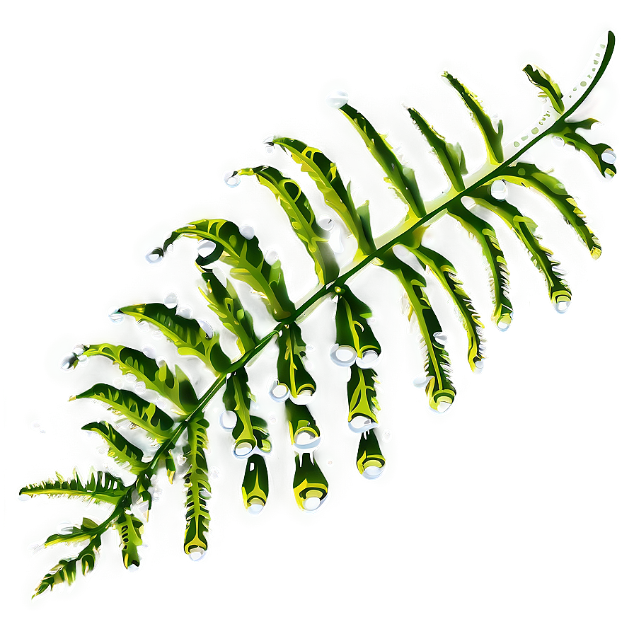 Fern Leaf With Dew Drops Png 75