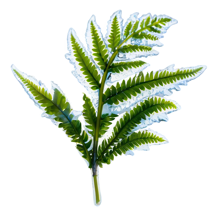 Fern Leaf With Frost Png 69