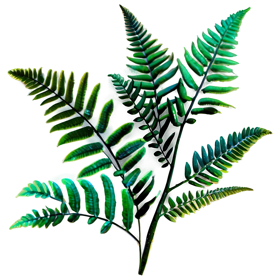 Ferns Plants Png 90