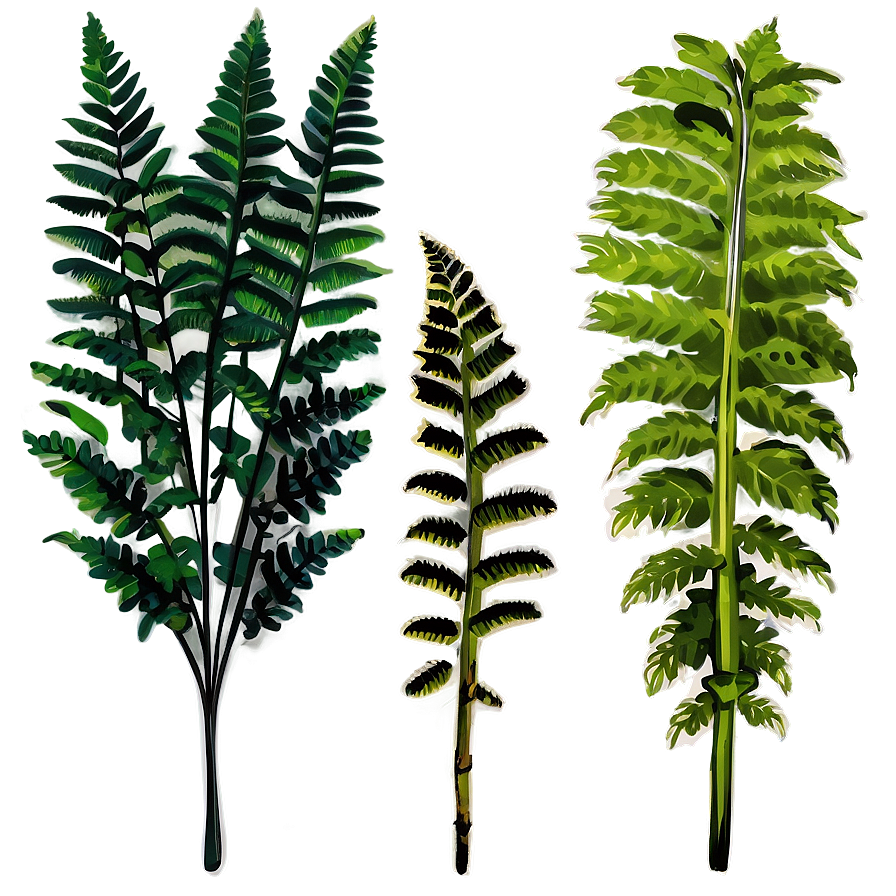 Ferns Plants Png Boq