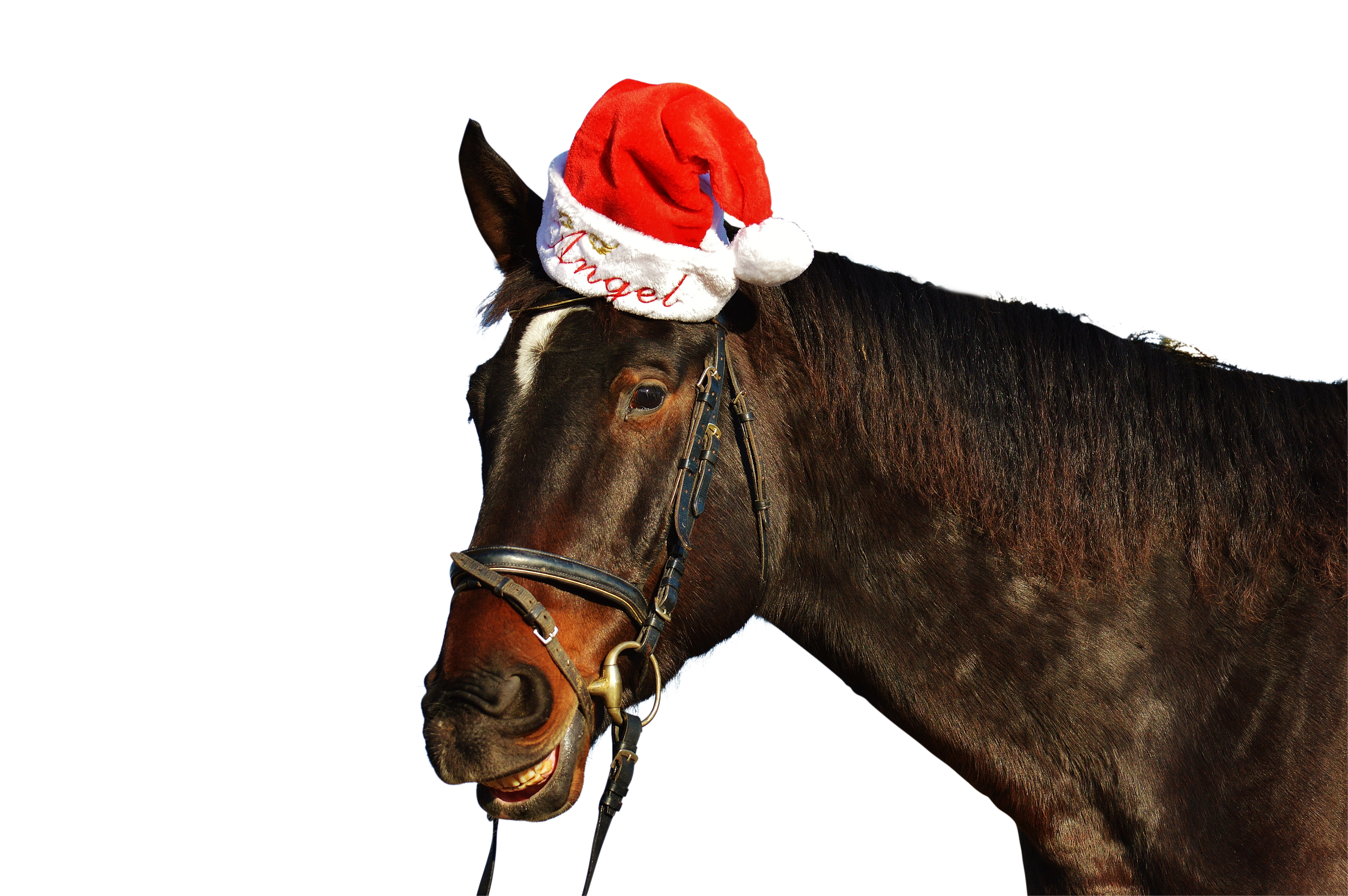 Festive_ Horse_with_ Santa_ Hat