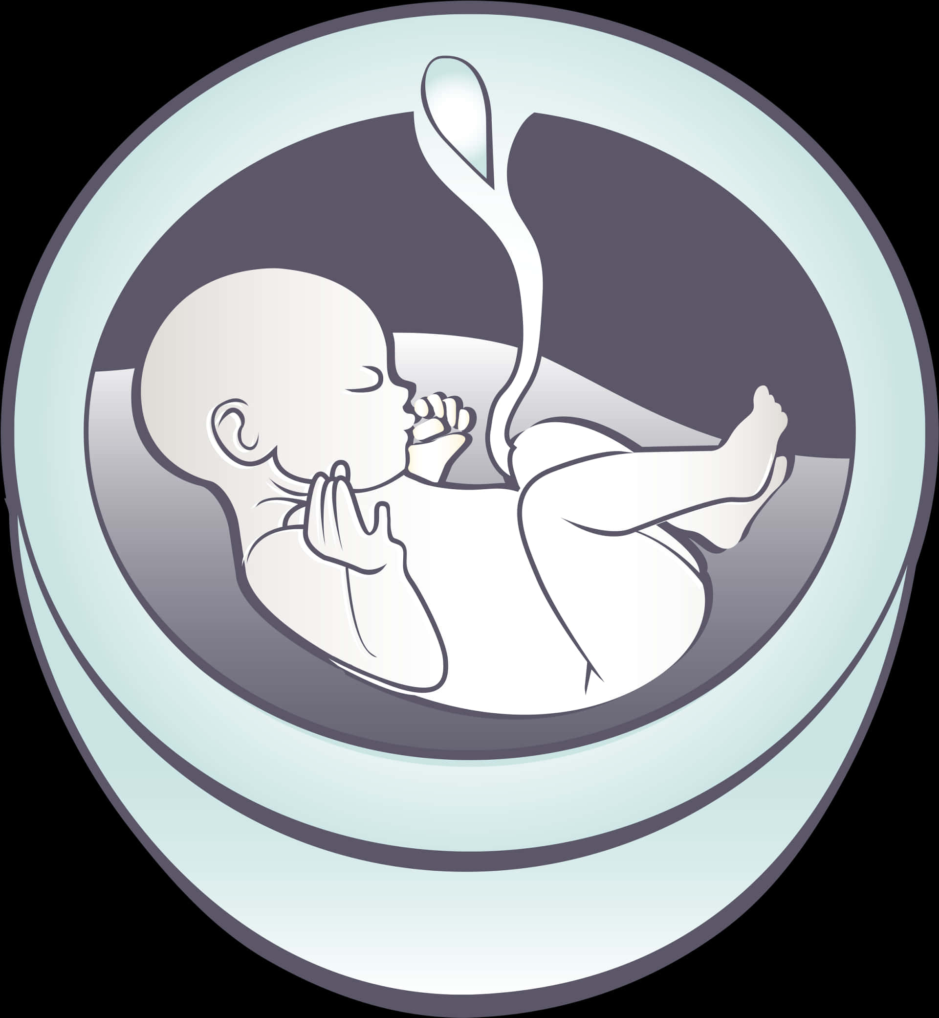 Fetal Development Illustration