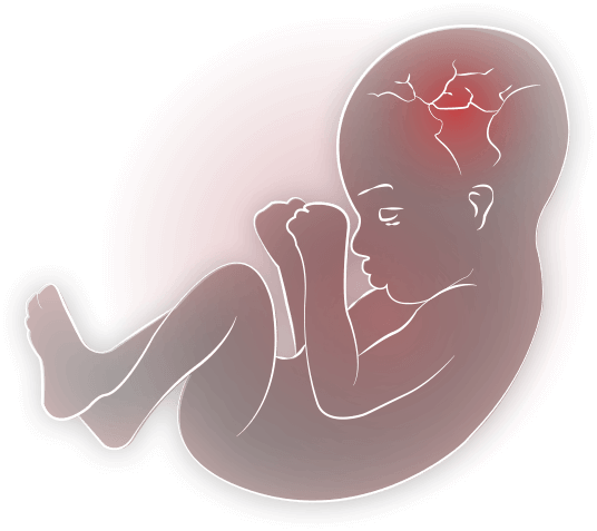 Fetal Development Illustration