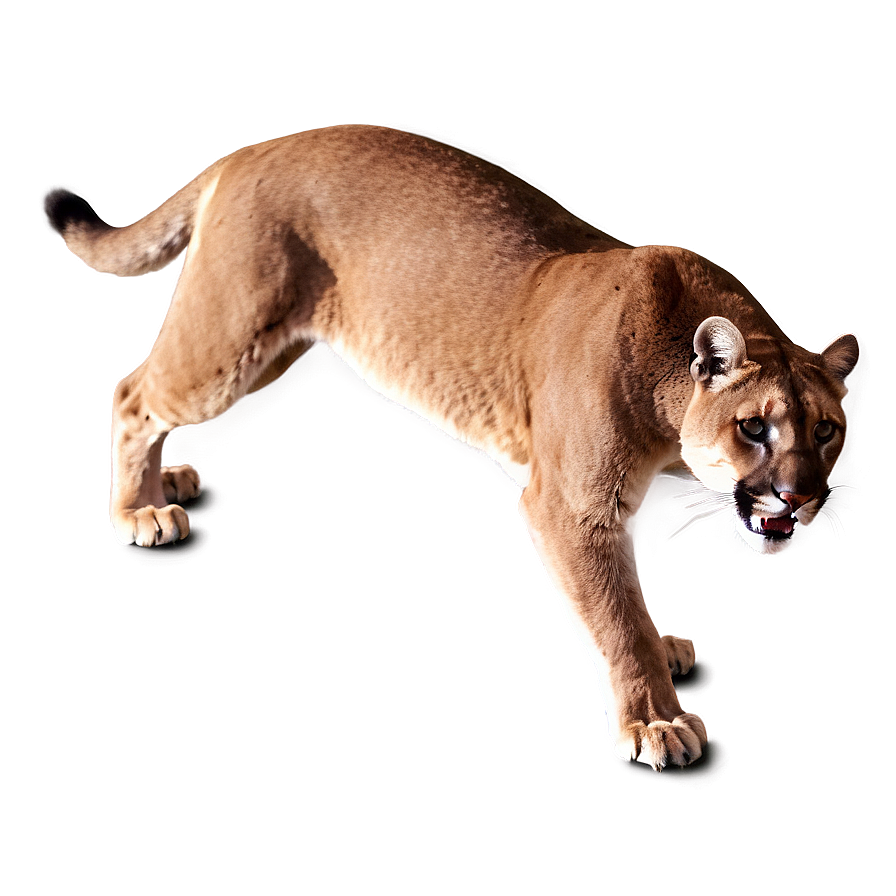 Fierce Cougar Pose Png Kxe88